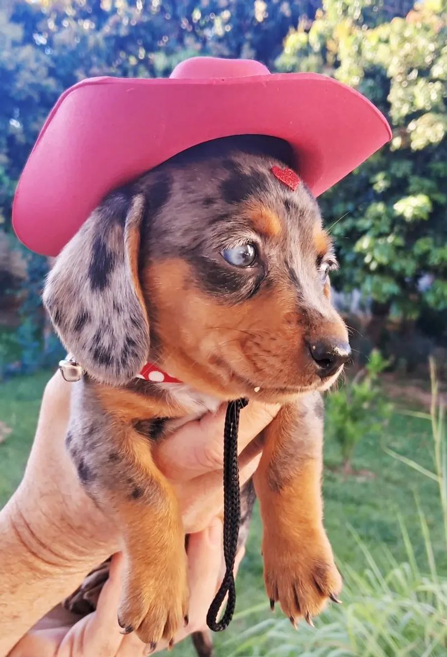 Filhote dachshund fêmea  - Foto 4