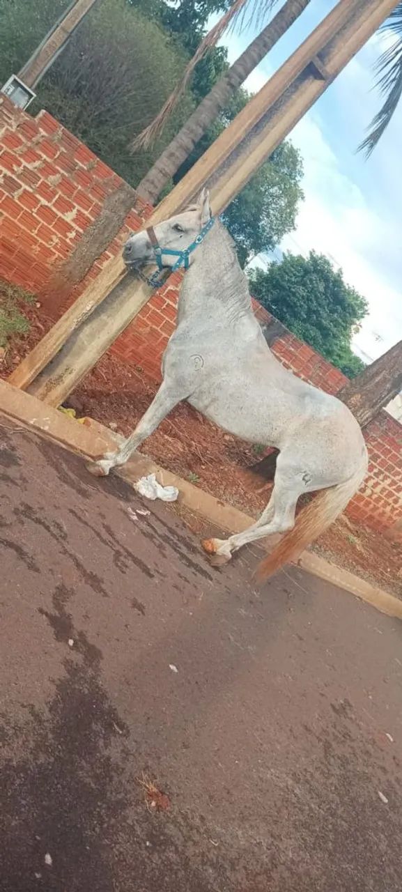 Cavalo  - Foto 2