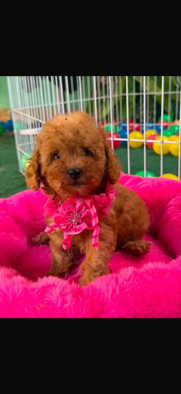 Poodle  - Foto 2