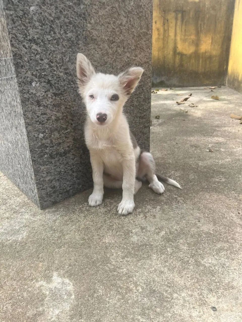 Vendo Fêmea Boder Colie - Foto 3