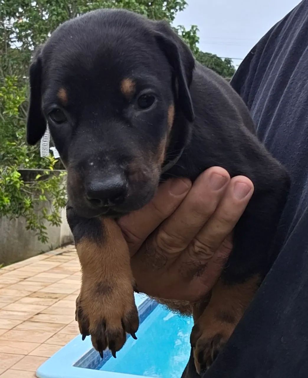 Filhotes de Dobermans Originais (Pedigree) - Foto 5