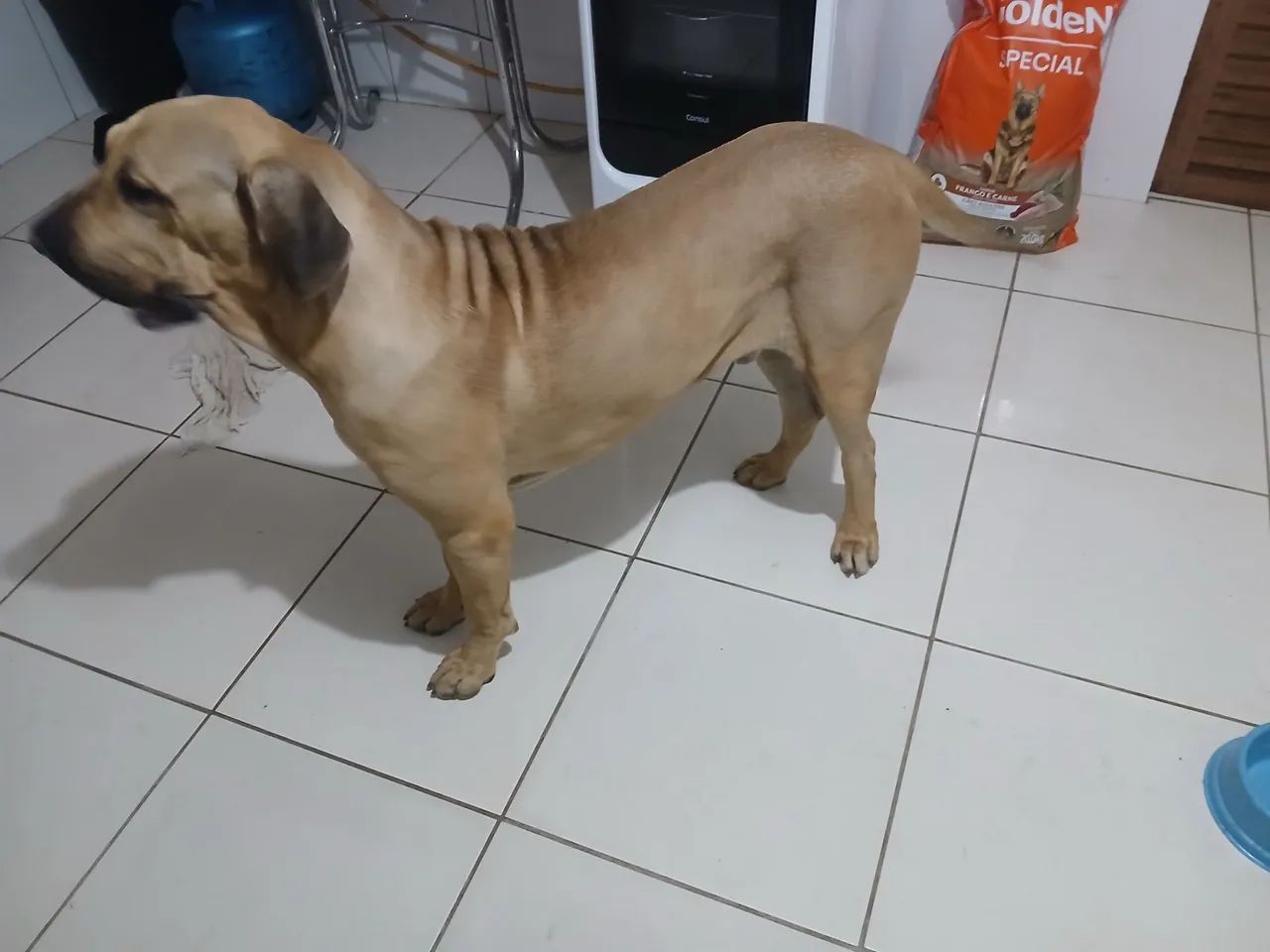 Filhotes de Fila brasileiro! - Foto 3