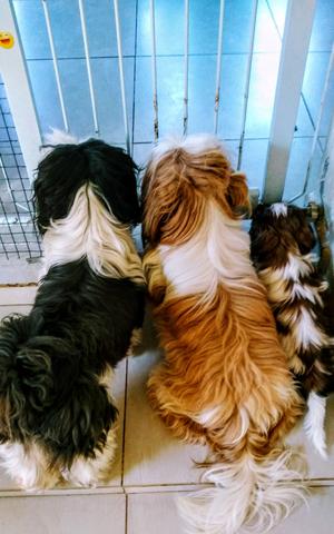 Filhotes de Shih tzu