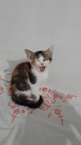 Adoção responsável - Foto 2
