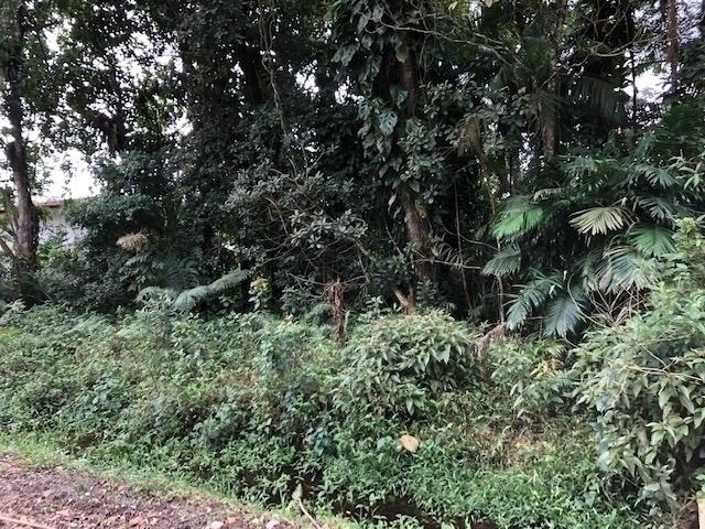 1368 Terreno no Bairro Costeira, ótima oportunidade - Foto 4