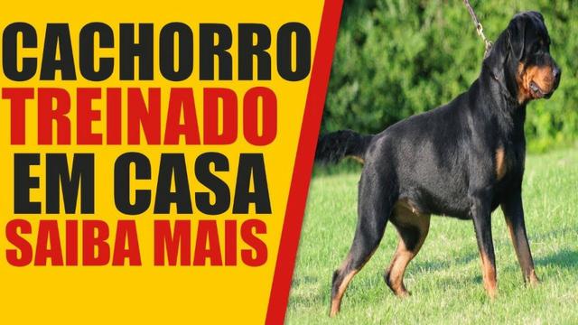 Adestramento Fácil para Cachorros - Foto 2
