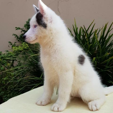 Lindas Fêmeas de Husky - Foto 6