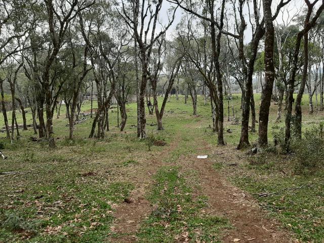 Fazenda de 100 Alqueires. 70 de capoeira - 16 km da Colônia Vitória. Guarapuava PR - Foto 10
