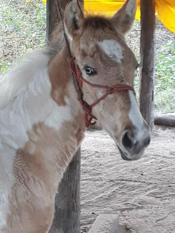 Poltra Fêmea a Venda e troca