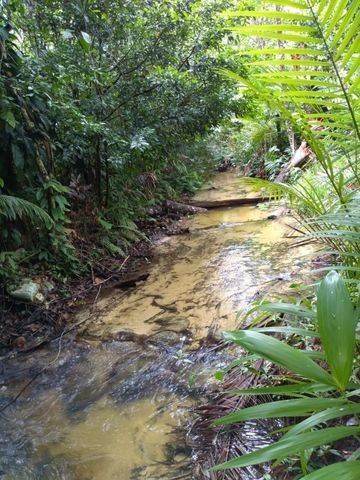 R$ 150 mil reais sitio com 3 hectares , escriturado a 23 km de Castanhal - Foto 11