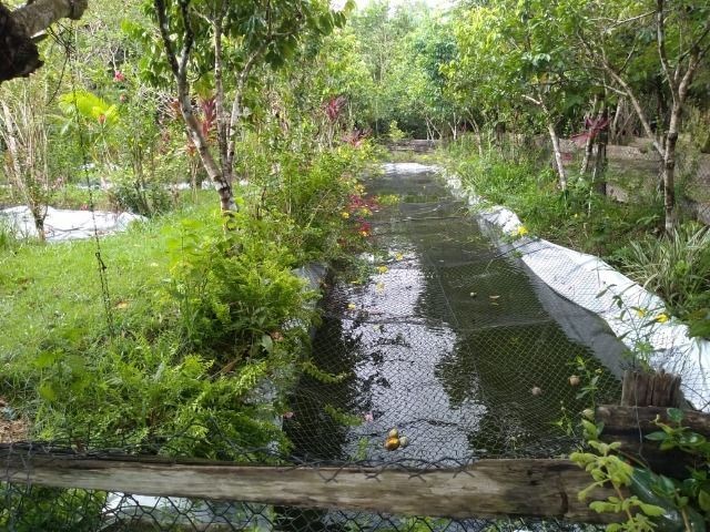 R$ 150 mil reais sitio com 3 hectares , escriturado a 23 km de Castanhal