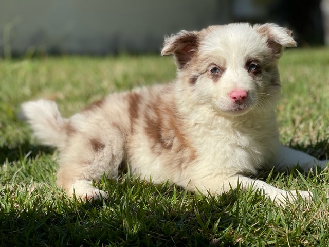 RN/ @canilcanaaa / border collie - Cachorros e acessórios - Alecrim, Natal 961019542 | OLX RN/ @canilcanaaa / border collie - Cachorros e acessórios - Alecrim, Natal 961019542 | OLX
