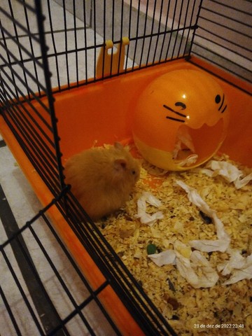 Hamster, fêmea e macho 