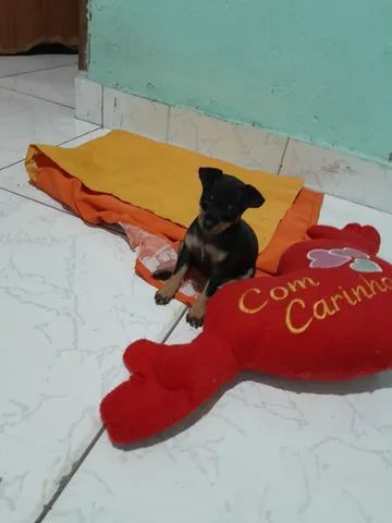 Pinscher 2 meses