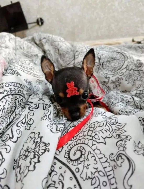 MARAVILHOSOS FILHOTES PINCHER NÚMERO ZERO DISPONÍVEIS  - Foto 2