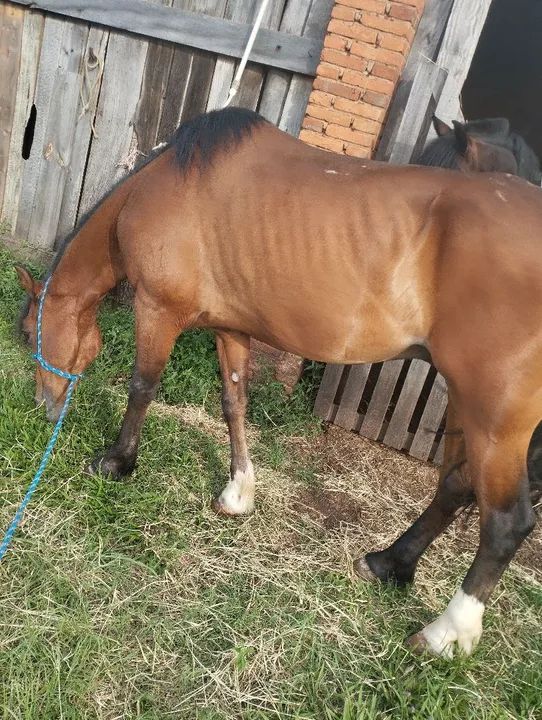 Cavalo Mangalarga Marchador - Foto 4