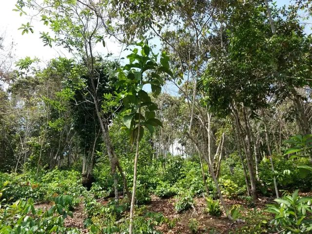 Terreno próximo à Novo Airão - Foto 4