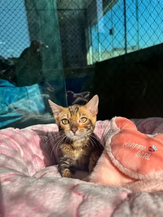 BENGAL MARBLE DISPONÍVEL  - Foto 4