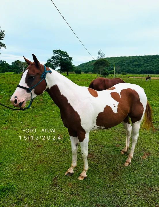 Cavalo Paint Horse P.O. Registrado
