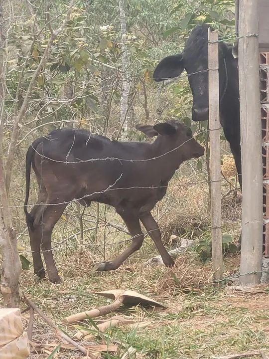 Bezerro e vaca pretos à venda