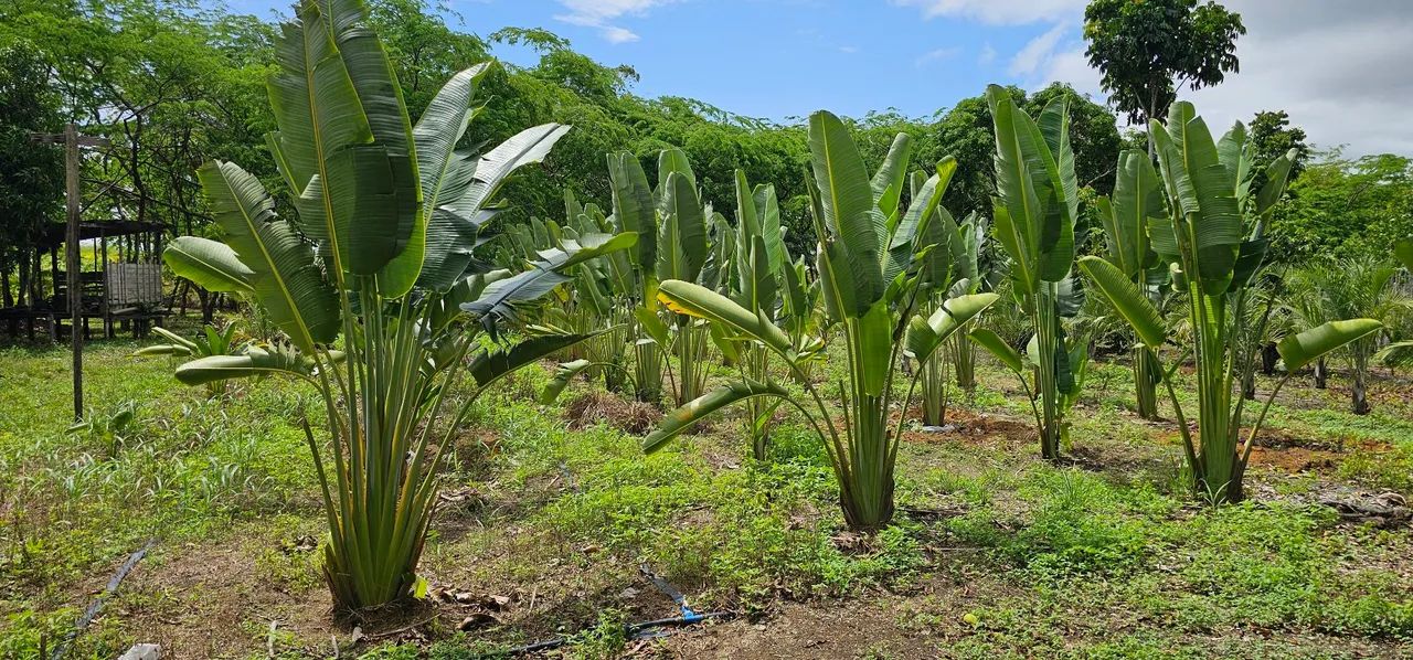 Palmeira Ravenala 3m de Altura