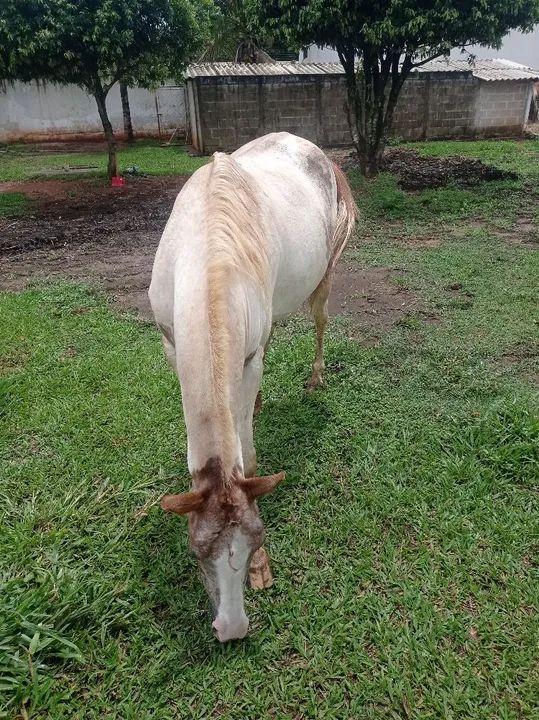 Égua pampa para venda - Foto 2