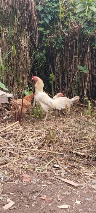 Galo índio branco de pena bonita