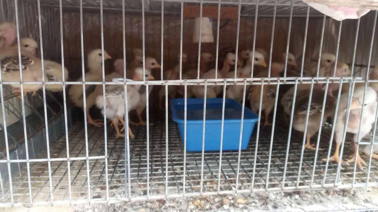 Pintos Polaco Gigante  - Foto 2