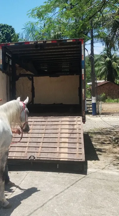 Frete de cavalo