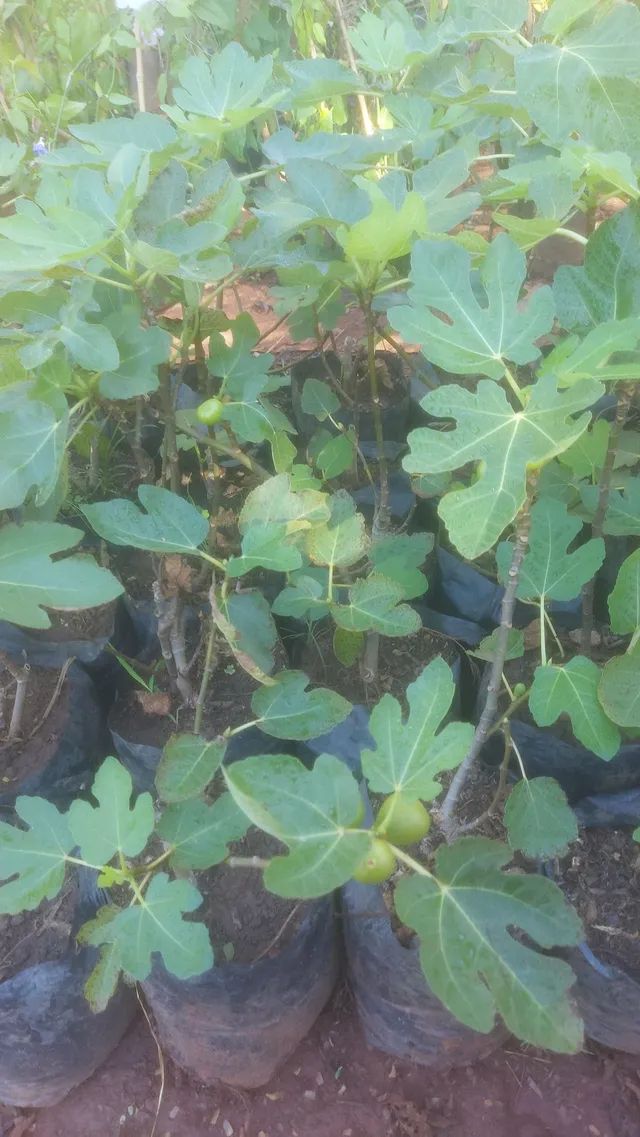 Frutíferas... - Foto 5