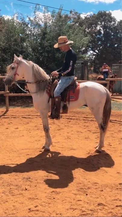 Cavalo Mangalarga Marchador - Foto 4