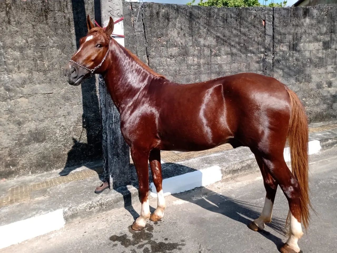 Cavalo Manga larga Marchador 