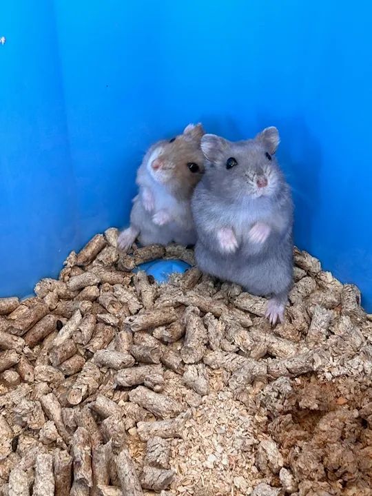 Doação hamster anão russo  - Foto 5