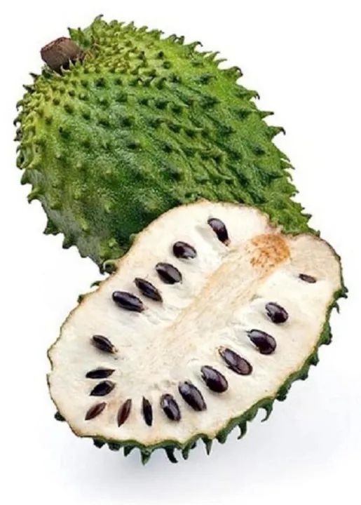 Frutífera P/Vaso Graviola, Mudas Frutíferas Vasos