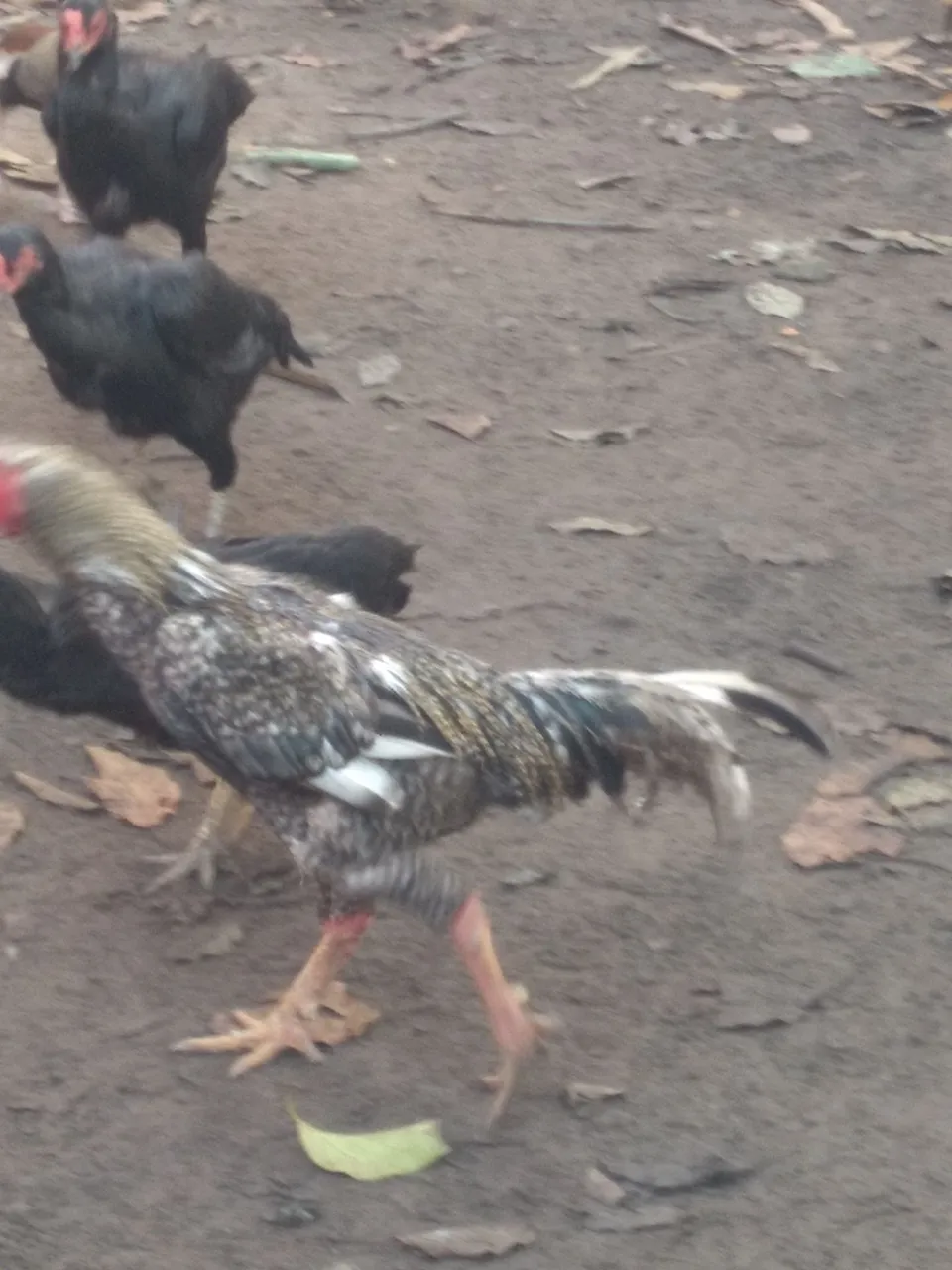 Galinhas e galo