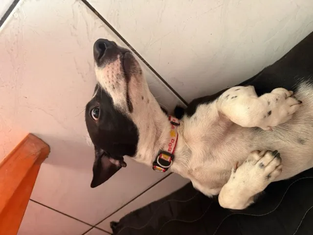Cachorro