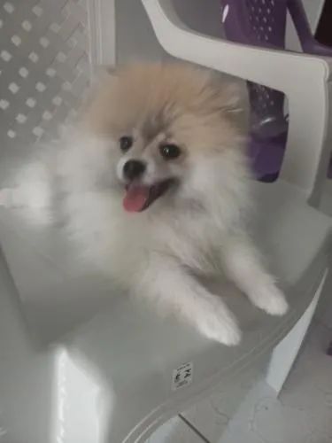 Filhote fêmea lulu da pumerânia - Foto 4