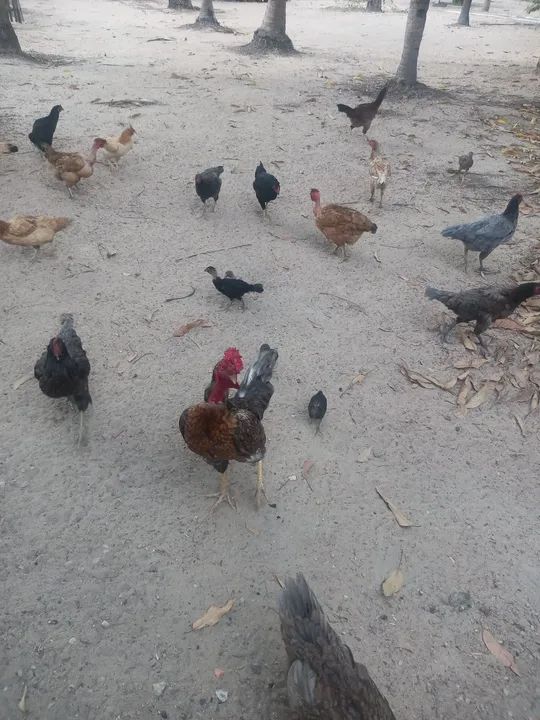 Galinhas e galos para venda