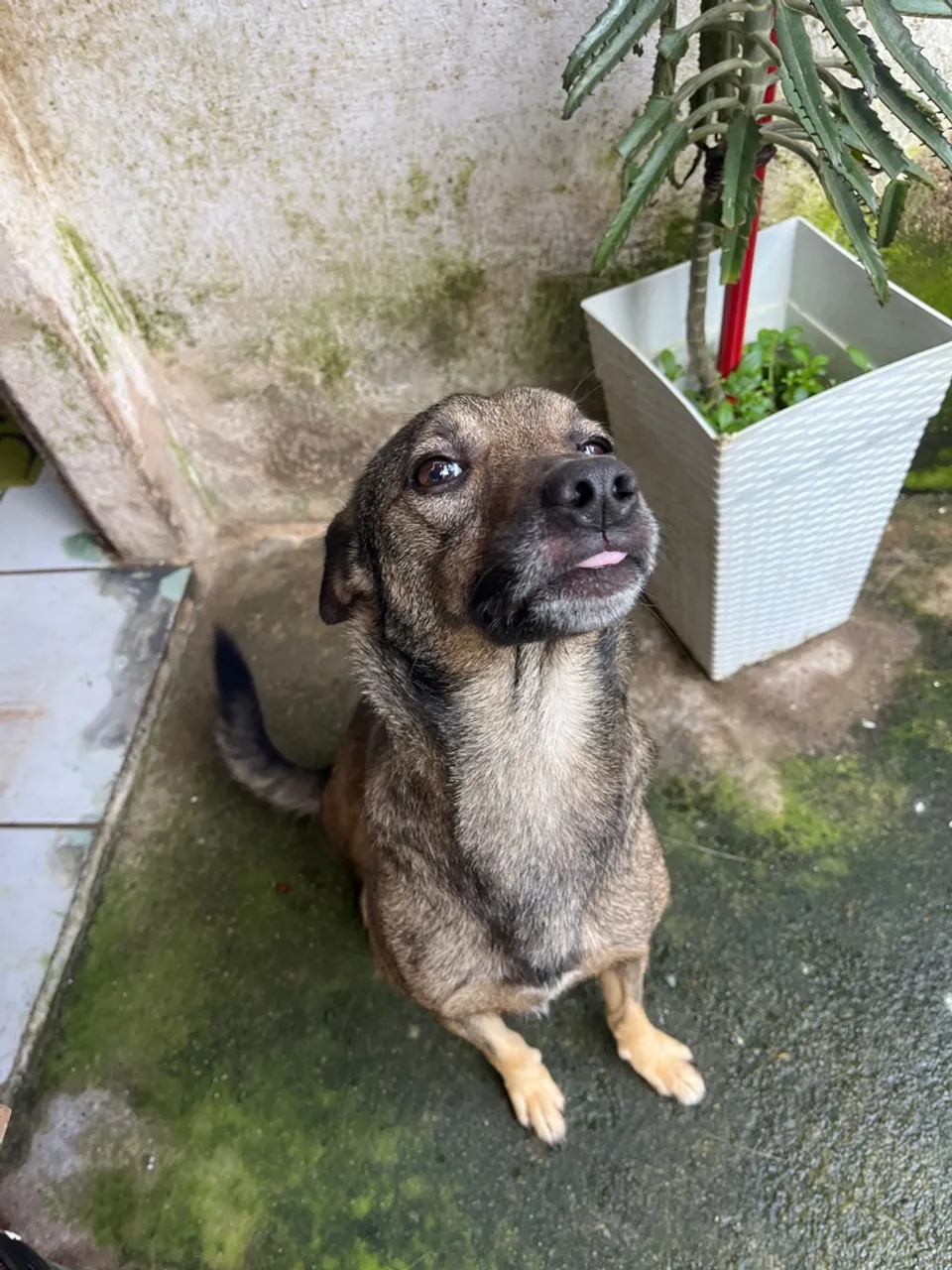Cãozinho adorável para adoção!