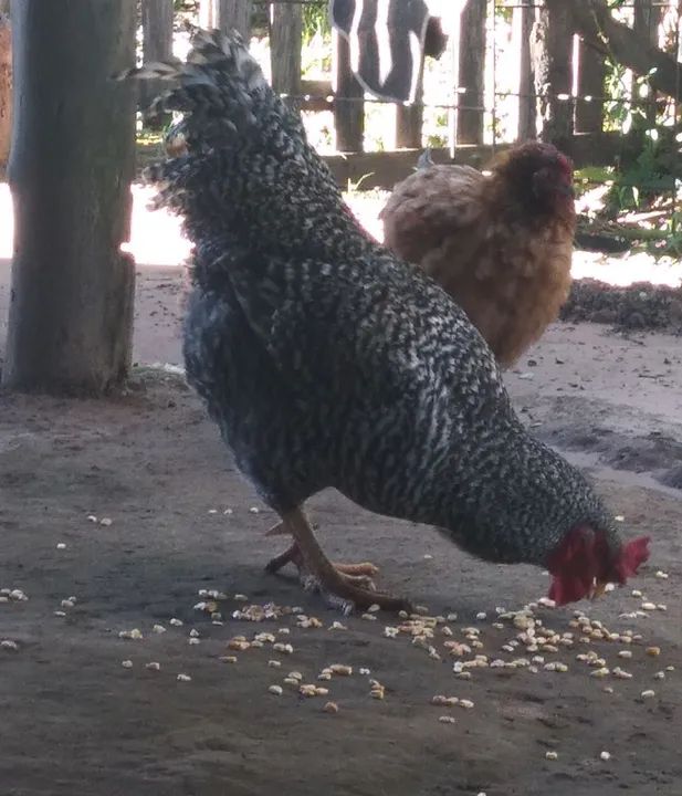 Galinha Brahma e galo carijó