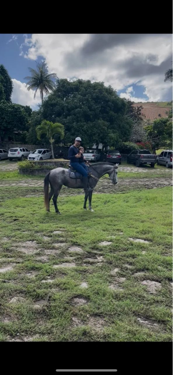 Potra Mangalarga  - Foto 2