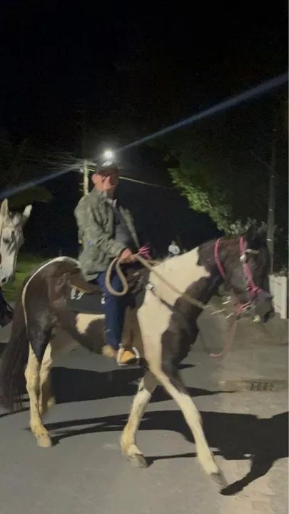 Cavalo Mangalarga Marchador- Legenda - Foto 5