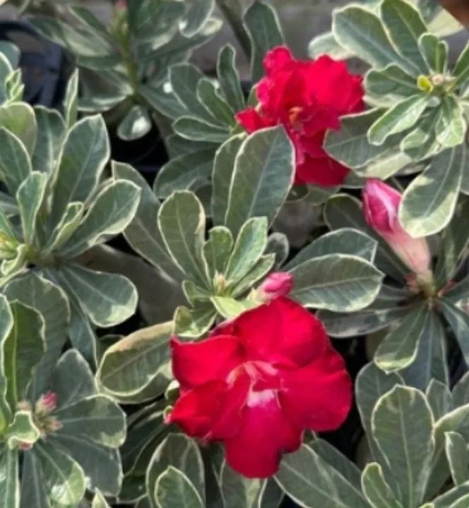 Rosa do deserto : Variegata matriz comercial padrão  - Foto 5