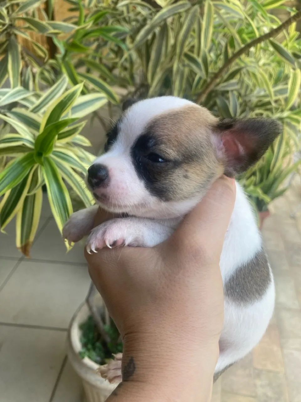 Chihuahua mine disponível  - Foto 2