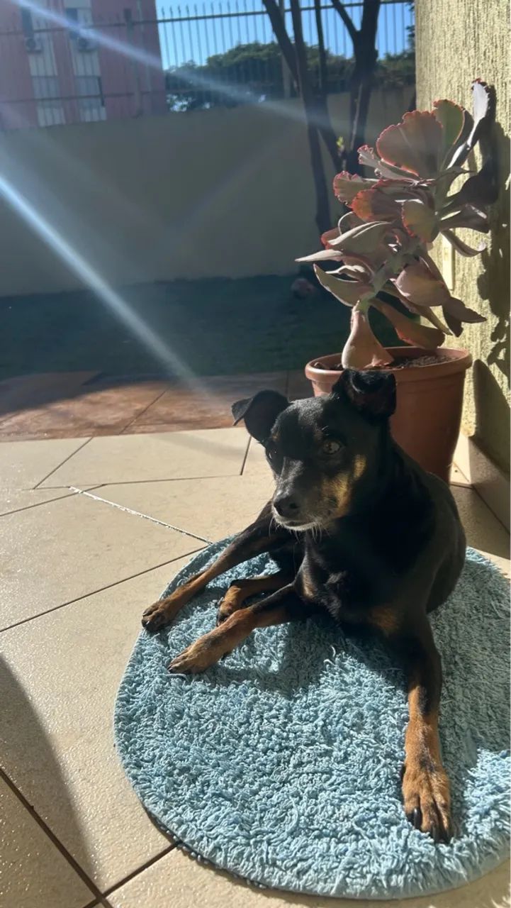 Pet sitter/Babá pet - Foto 3