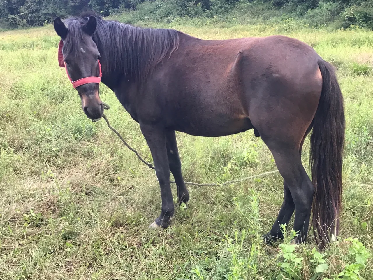 Cavalo para venda
