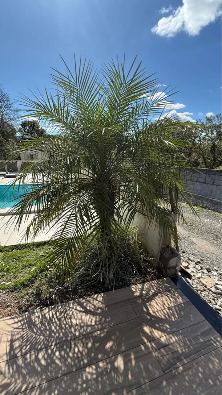 Palmeira Fênix  - Foto 2