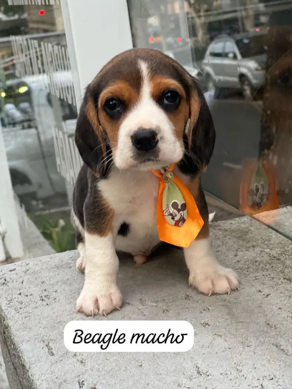 Filhote Beagle Macho