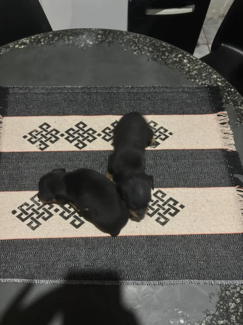 Filhotes de Pinscher à Venda