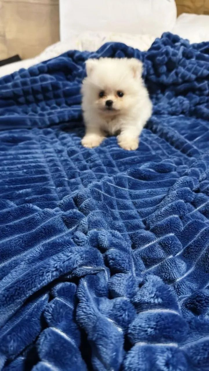 Lulu da Pomerânia - Urso de Pelúcia